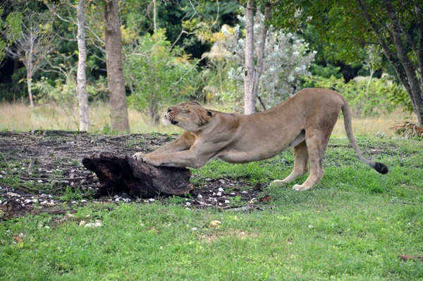 Bir dişi aslan uzanır