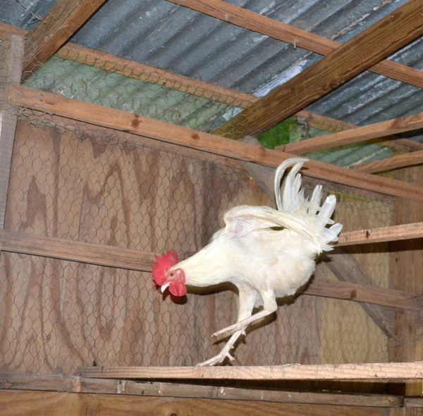 Beyaz horoz sıçramak