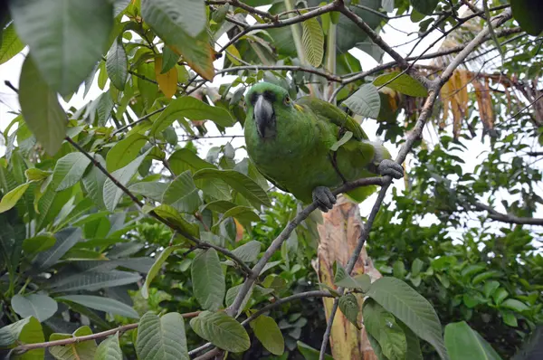 Sarı enseli Amazon papağanı (2 ağacında tünemiş)