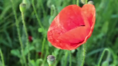 Rüzgarda sallanan kırmızı haşhaş. Kırmızı haşhaş alan