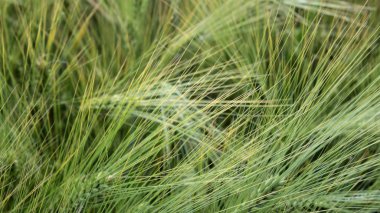 Yazın ortasında yeşil buğday.