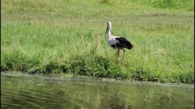 Beyaz leylek göletin kıyısında yürüyor