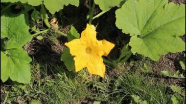 Sarı kabak rüzgarda sallanıyor