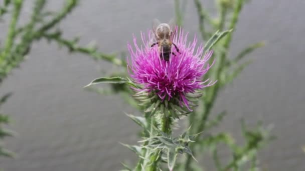 Бджола збирає мед на червоній квітці. — стокове відео