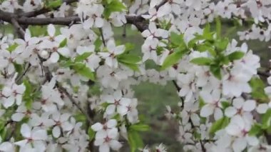 Çiçek açması Erik dalı rüzgarda sways