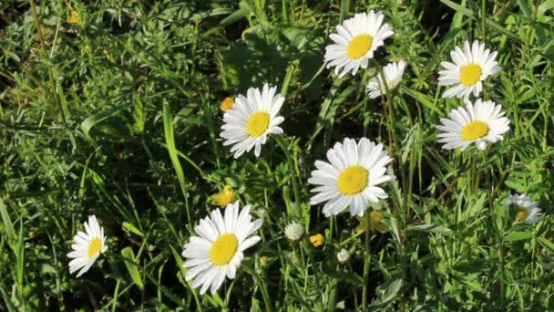 Daisies in a meadow — Stock Video