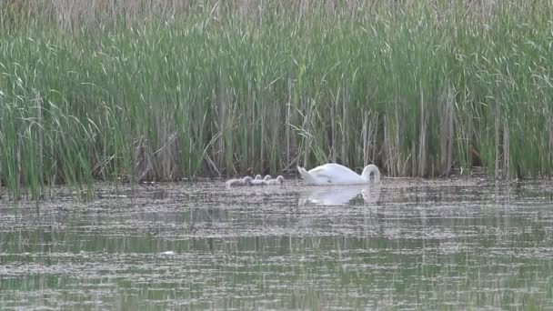 Swan family — Stock Video