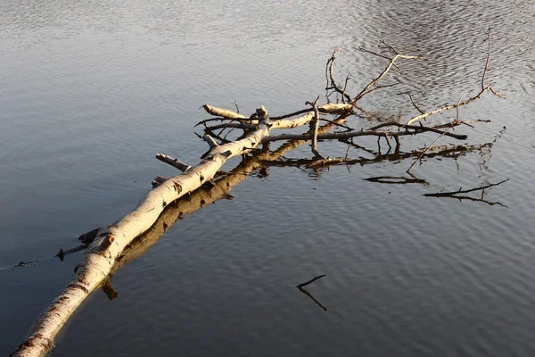 Floating birch — Stock Photo, Image