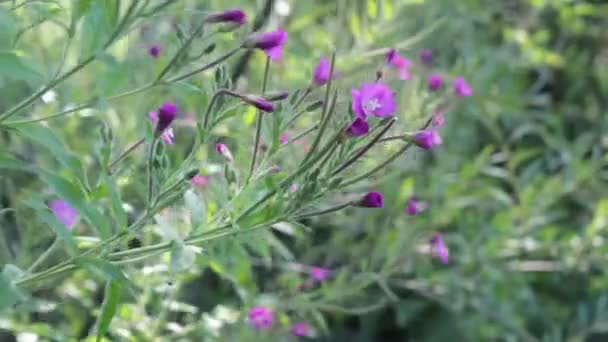 Flores silvestres — Vídeos de Stock