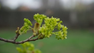  Ağaç akçaağaç çiçeği tomurcuğu 24k25 200 M bit saniye