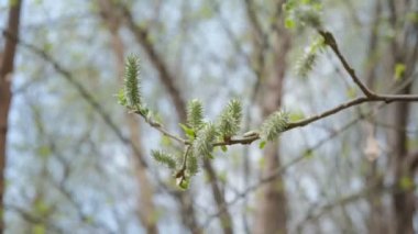Willow bud 4k25 200 M bit saniye