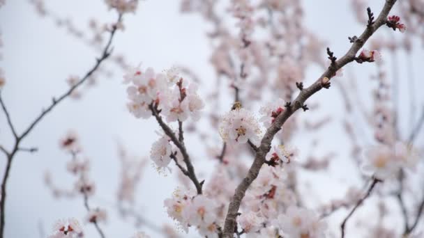 Abeilles Sur Branches Abricot Fleurs 4K25 200 Bit Sec — Video