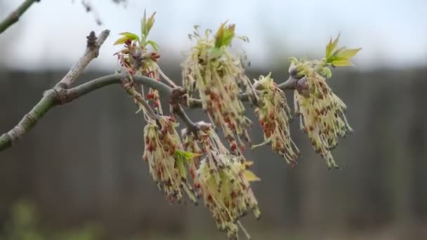 Green Maple Flowering Bud 4K25 200 Bit Sec — Stock Video