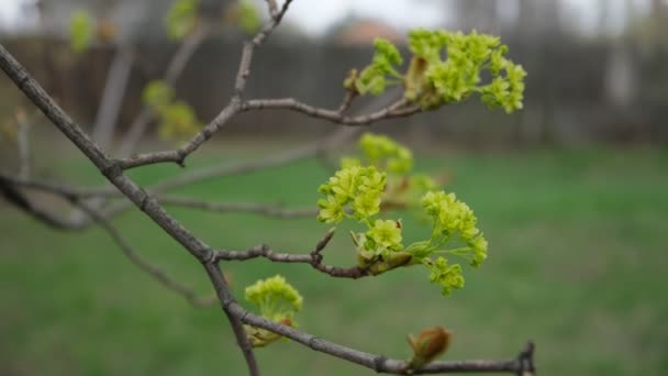 Bourgeon Fleuri Érable Arbre 4K25 200 Bit Sec — Video