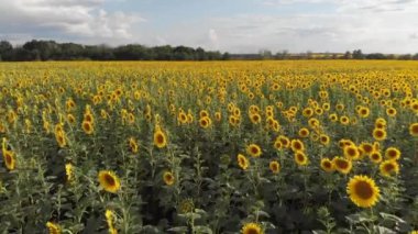  Ayçiçeği tarlası üzerinde uçuş 4k25 34 saniye. mp4