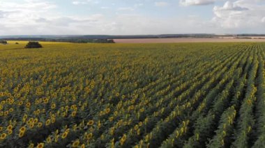  Ayçiçeği tarlasının üzerinde uçmak k25 54 saniye. mp4