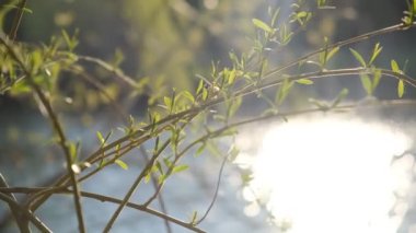 söğüt dalları ve parlayan güneş 4k25 13sek.MP4