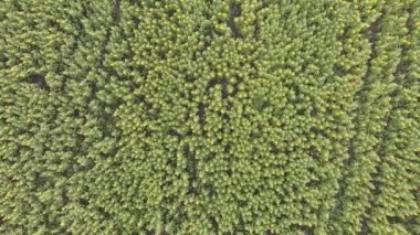 Ayçiçeği tarlasına tırman 500 k25 57 sek.mp4