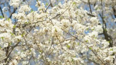 Çiçekli erik dallarında arılar