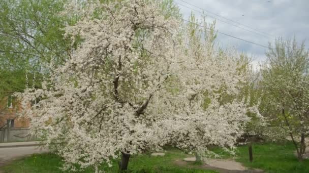 Ciruela Cerezo Floreciendo Primavera — Vídeo de stock