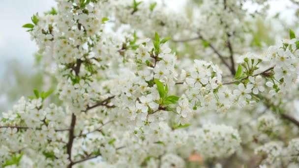 Ветвь Цветения Белой Сакуры Весной — стоковое видео