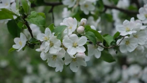 Branche Pommier Fleurs — Video