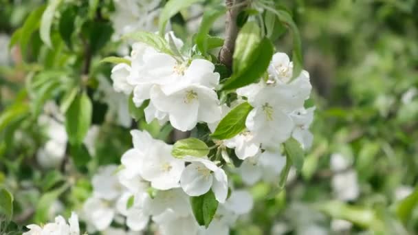 Белые Яблочные Цветы Дрожат Весеннем Ветре — стоковое видео