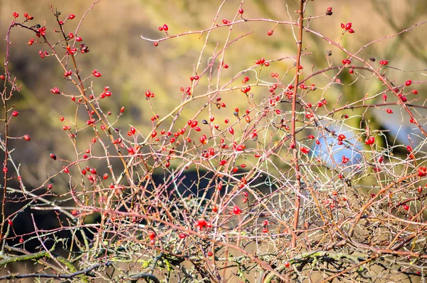 Rose hip bush — Stock Photo, Image