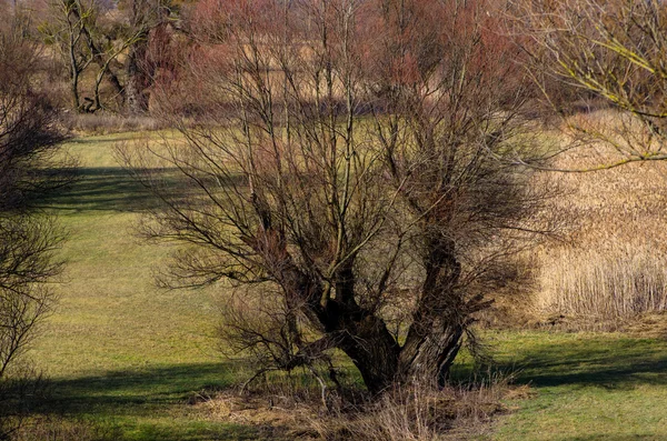 Primavera campo rural — Foto de Stock