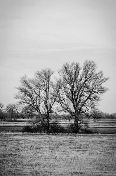 Due alberi scuri — Foto Stock