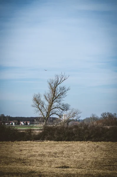 Kırsal kesimde bir ağaç — Stok fotoğraf