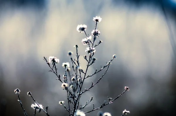 Droge bloem plant — Stockfoto