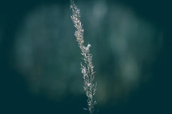 Caule de grama seca — Fotografia de Stock