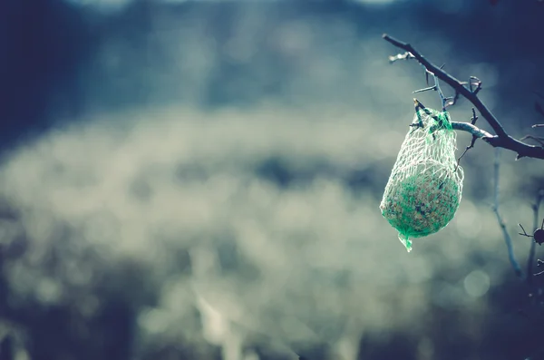 Bird fodder in tree — Stock Photo, Image