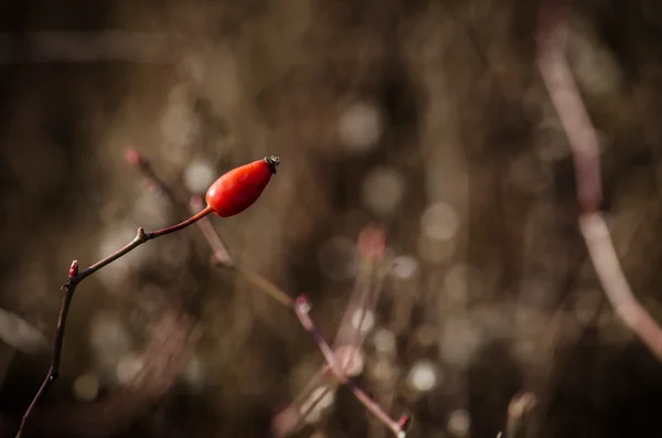 Kuşburnu berry — Stok fotoğraf