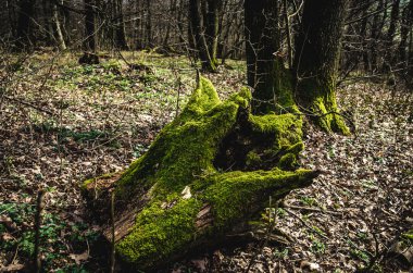 Yeşil yosunlu ağaç gövdesi