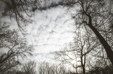 Ağaçlar ve mavi gökyüzü