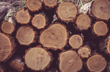Ağaç kütükleri yığını