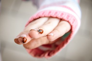 iki kırmızı ladybugs