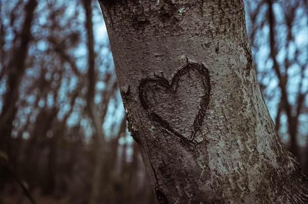 Знак сердца в стволе дерева — стоковое фото
