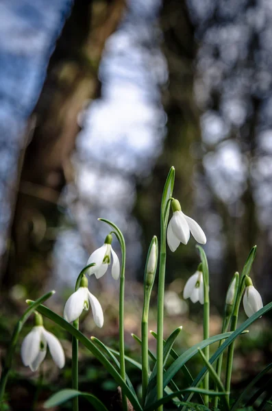 Квітки білі Пролісок — стокове фото