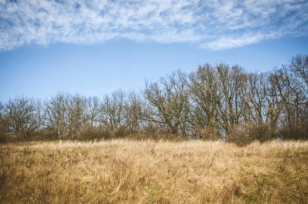 Bomen en weide op platteland — Stockfoto