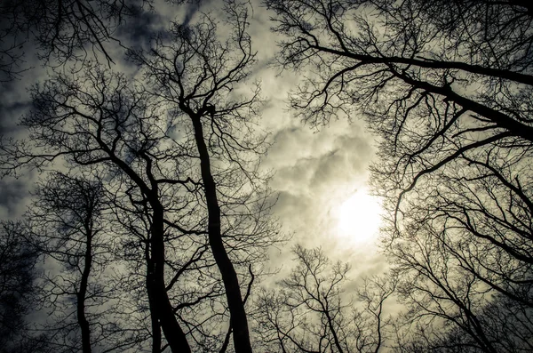 Dramatische zonsondergang in het bos — Stockfoto