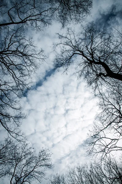 Bäume und blauer Himmel — Stockfoto