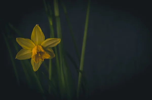 Flor amarela de narciso — Fotografia de Stock