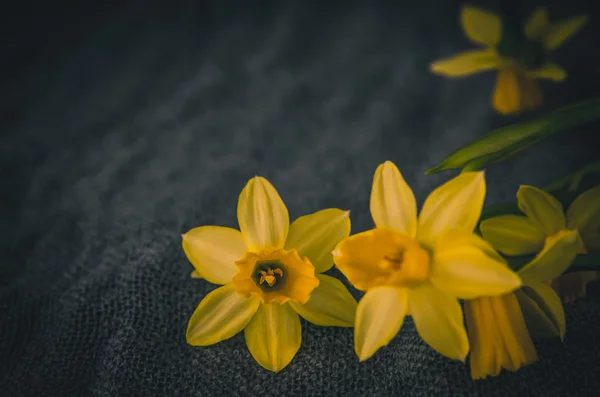 Flor de narciso amarillo — Foto de Stock