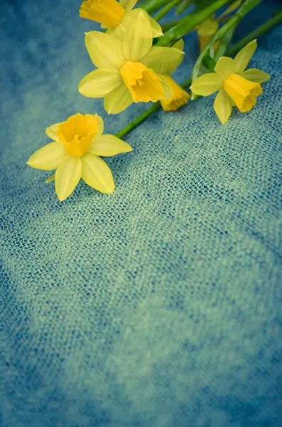 노란 다포 딜 꽃 — 스톡 사진