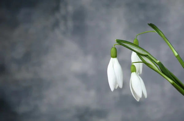 Weiße Schneeglöckchen-Blume — Stockfoto