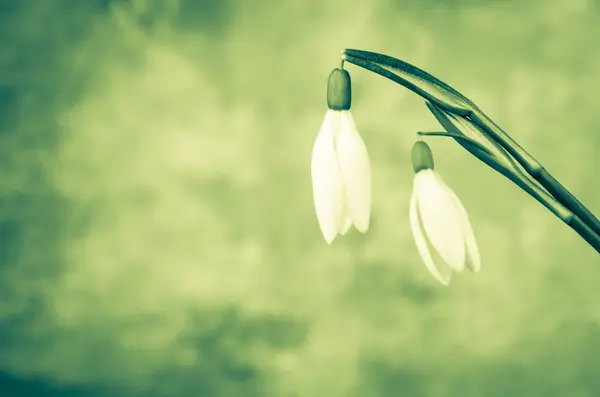 Bílá zasněžená květina — Stock fotografie