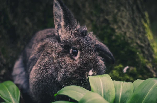 自然の中でのグレーのウサギ — ストック写真